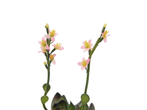 EUROPALMS Steinrose (EVA), Kunstpflanze, pink, 32cm