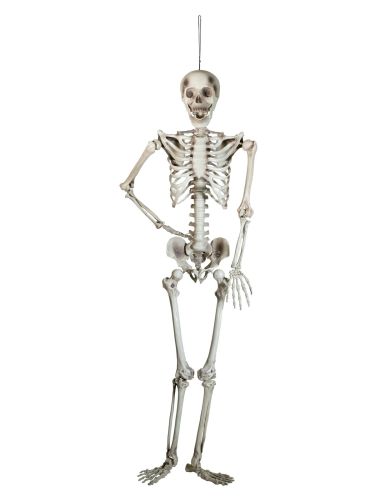EUROPALMS Halloween Skelett, 150 cm